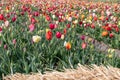 Tulip, Tulipa, field with flowers in all the colours Royalty Free Stock Photo